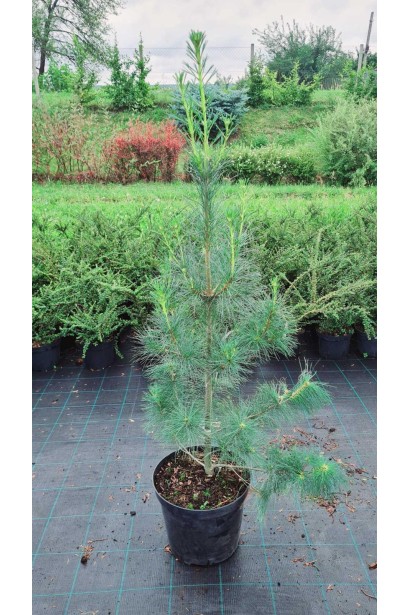 Сосна Веймутова - 10-15л/вис.90-120см/Ø40-50см